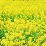 深森　かのんの投稿画像