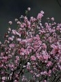 深森　かのんの投稿画像