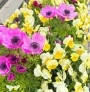 深森　かのんの投稿画像