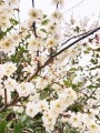 深森　かのんの投稿画像